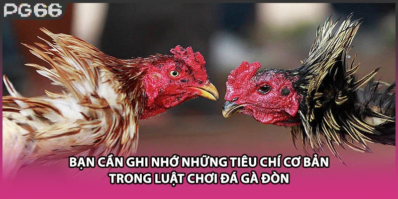 Bạn cần ghi nhớ những tiêu chí cơ bản trong luật chơi đá gà đòn Bạn cần ghi nhớ những tiêu chí cơ bản trong luật chơi đá gà đòn