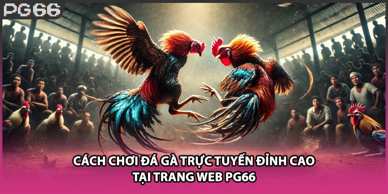 Cách Chơi Đá Gà Trực Tuyến Đỉnh Cao Tại Trang Web PG66