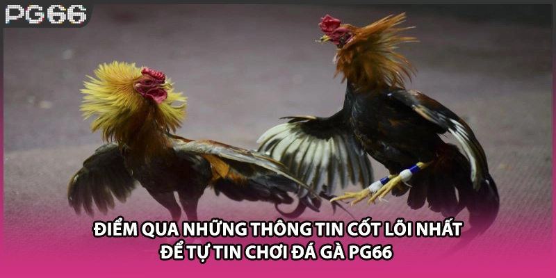 Điểm qua những thông tin cốt lõi nhất để tự tin chơi đá gà PG66 Điểm qua những thông tin cốt lõi nhất để tự tin chơi đá gà PG66