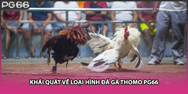 Khái quát về loại hình đá gà Thomo PG66 Khái quát về loại hình đá gà Thomo PG66