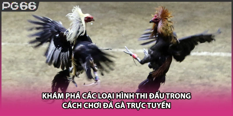 Khám phá các loại hình thi đấu trong cách chơi đá gà trực tuyến Khám phá các loại hình thi đấu trong cách chơi đá gà trực tuyến