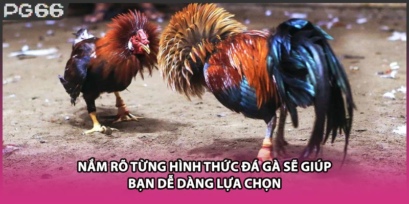 Nắm rõ từng hình thức đá gà sẽ giúp bạn dễ dàng lựa chọn Nắm rõ từng hình thức đá gà sẽ giúp bạn dễ dàng lựa chọn