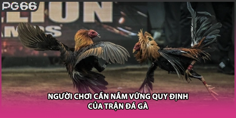 Người chơi cần nắm vững quy định của trận đá gà Người chơi cần nắm vững quy định của trận đá gà