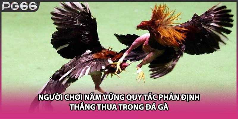 Người chơi nắm vững quy tắc phân định thắng thua trong đá gà Người chơi nắm vững quy tắc phân định thắng thua trong đá gà