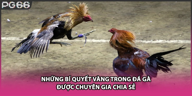 Những bí quyết vàng trong đá gà được chuyên gia chia sẻ Những bí quyết vàng trong đá gà được chuyên gia chia sẻ