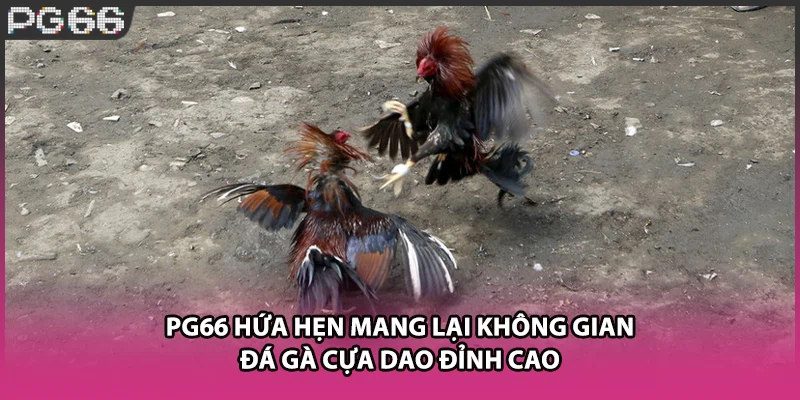 PG66 hứa hẹn mang lại không gian đá gà cựa dao đỉnh cao PG66 hứa hẹn mang lại không gian đá gà cựa dao đỉnh cao