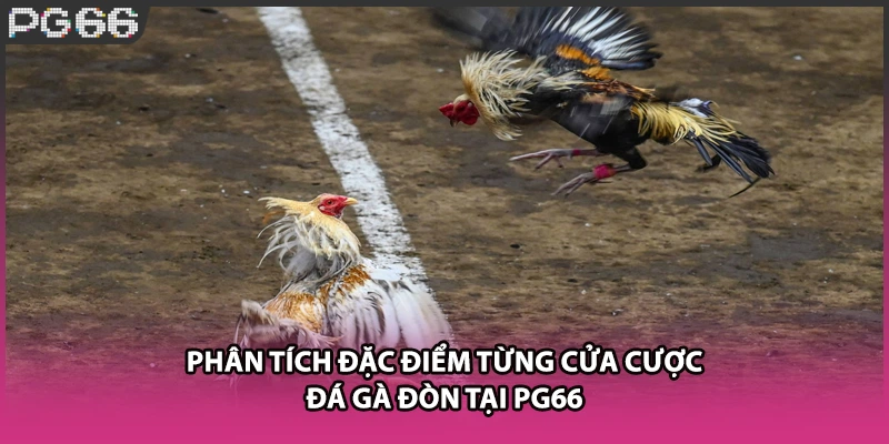 Phân tích đặc điểm từng cửa cược đá gà đòn tại PG66 Phân tích đặc điểm từng cửa cược đá gà đòn tại PG66
