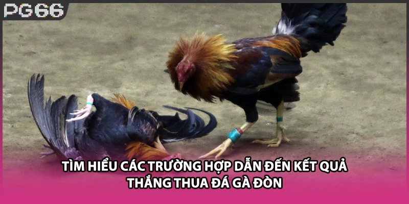 Tìm hiểu các trường hợp dẫn đến kết quả thắng thua đá gà đòn Tìm hiểu các trường hợp dẫn đến kết quả thắng thua đá gà đòn