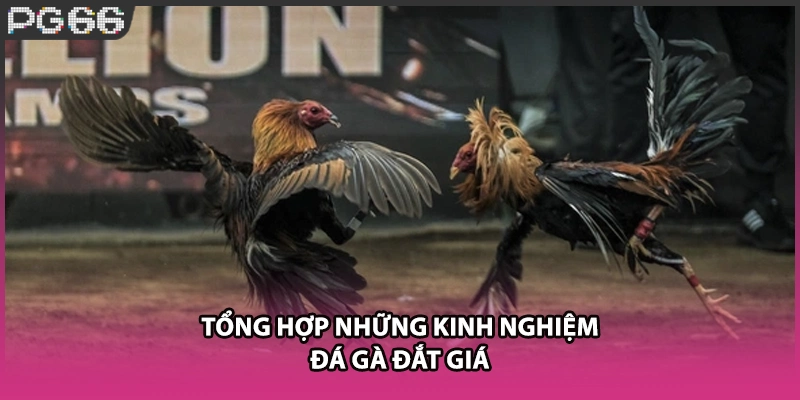 Tổng hợp những kinh nghiệm đá gà đắt giá Tổng hợp những kinh nghiệm đá gà đắt giá